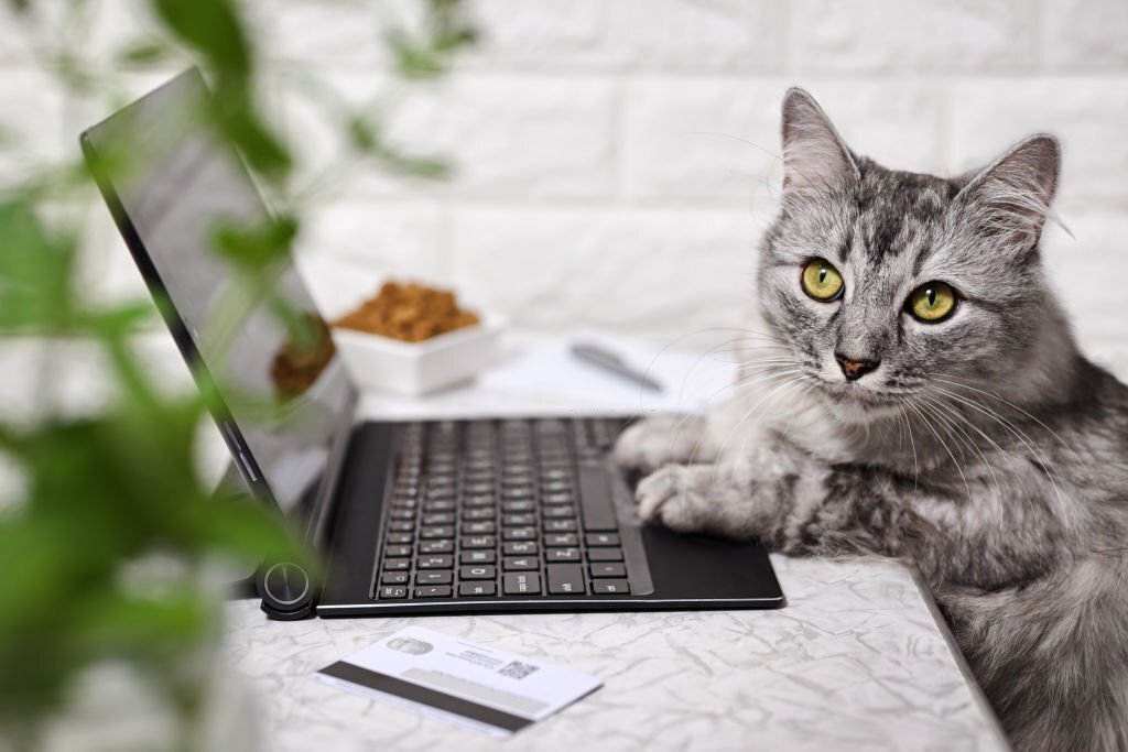 Paws on the keyboard, next to a credit card and dry cat food. Online shopping, work from home and freelance concept.